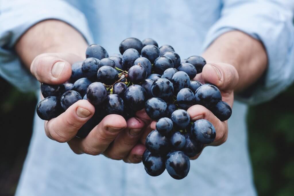 виноград в Черногории