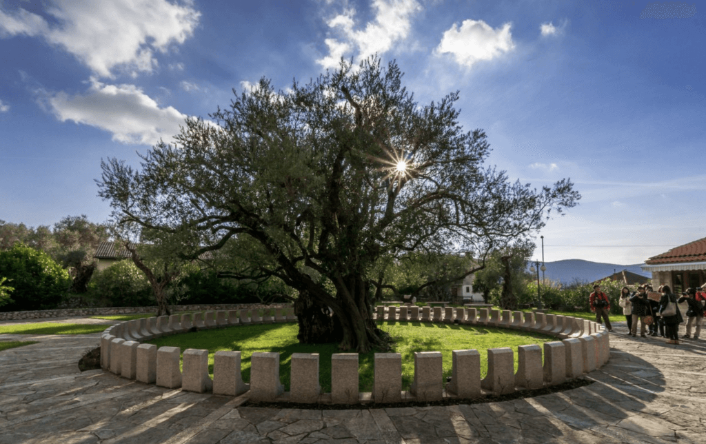 Старая маслина в городе Бар